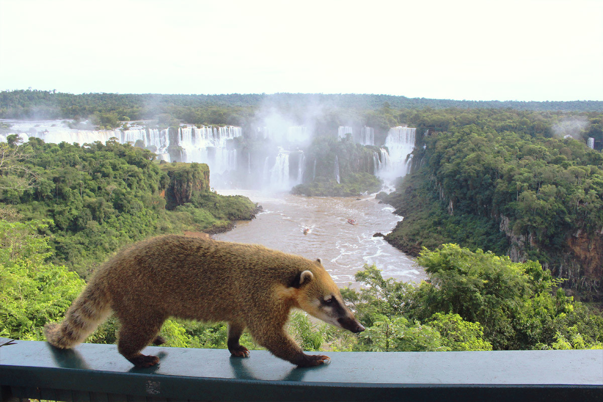 Les chutes d'Iguazú, une merveille de la nature 