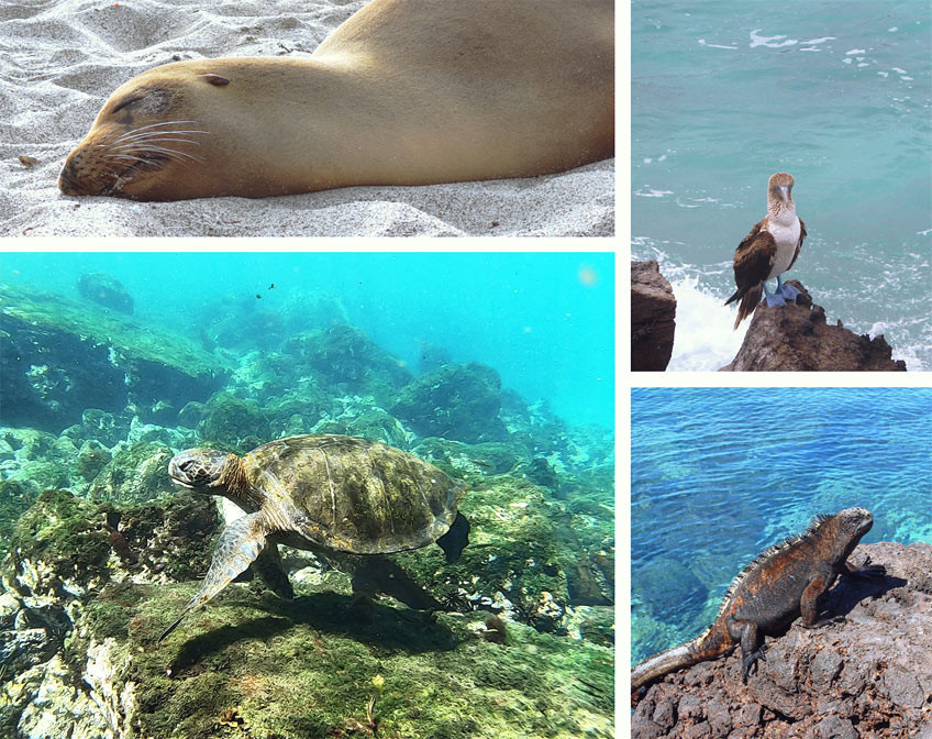 Les îles Galapagos pas cher : le guide complet 