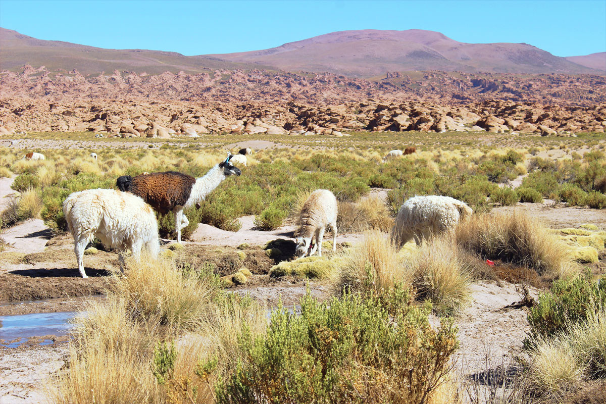 Le Salar d'Uyuni et le Sud Lipez : incontournable en Bolivie 